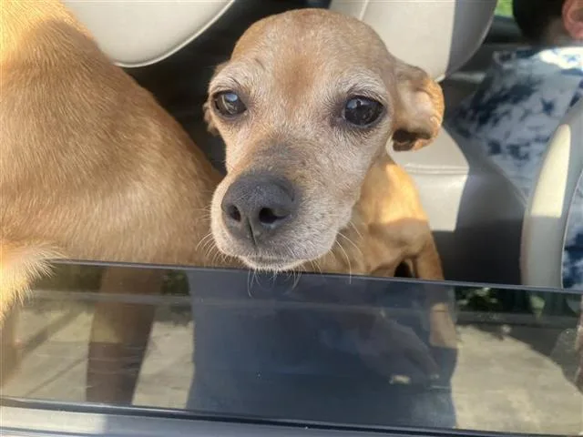 An adult small-sized female Chihuahua dog named Hazel for adoption in San Antonio, TX