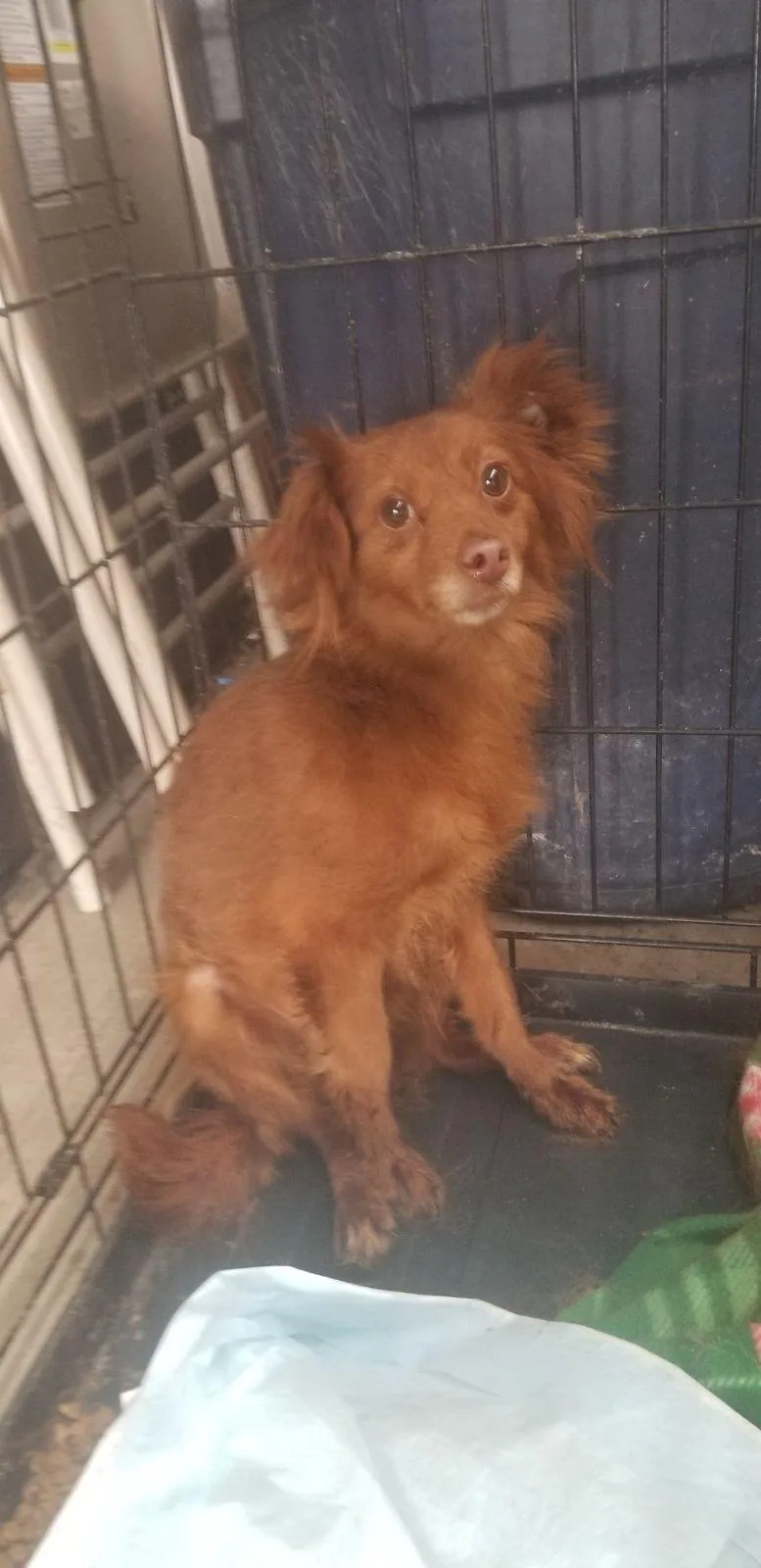 A young small-sized female Red / Chestnut / Orange Pomeranian dog named Lucy Arriving On for adoption in Liberty, MO