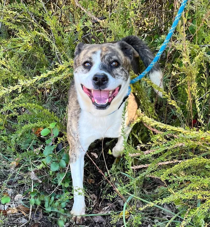 An adult large-sized female Mixed Breed dog named Adrian for adoption in Lawrenceburg, TN
