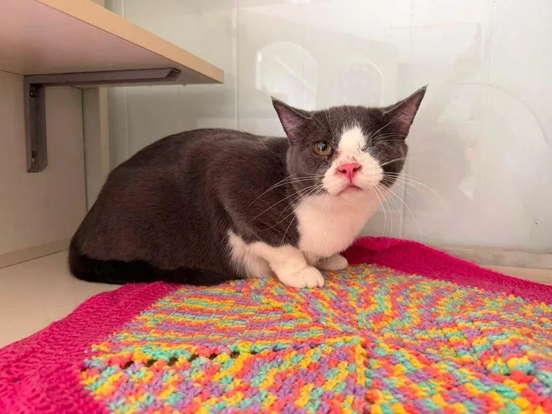 A young medium-sized male Gray & White Domestic Short Hair cat named Hawkeye for adoption in Kalamazoo, MI