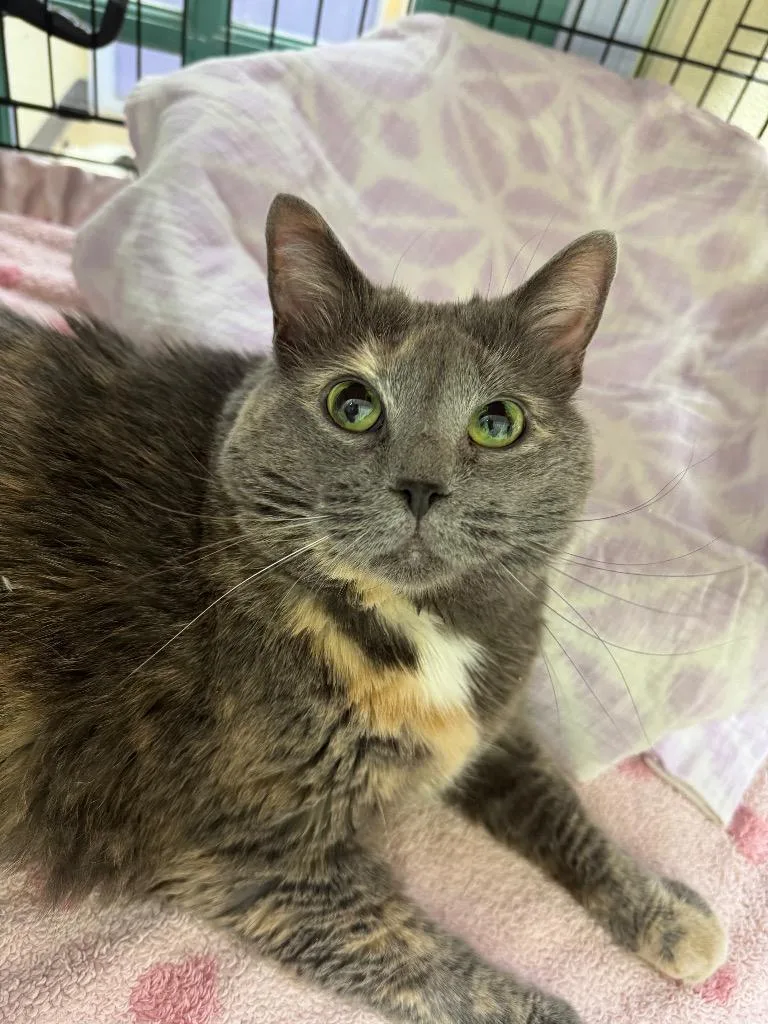 An adult large-sized female Domestic Short Hair cat named Meowcedes for adoption in Shorewood, IL