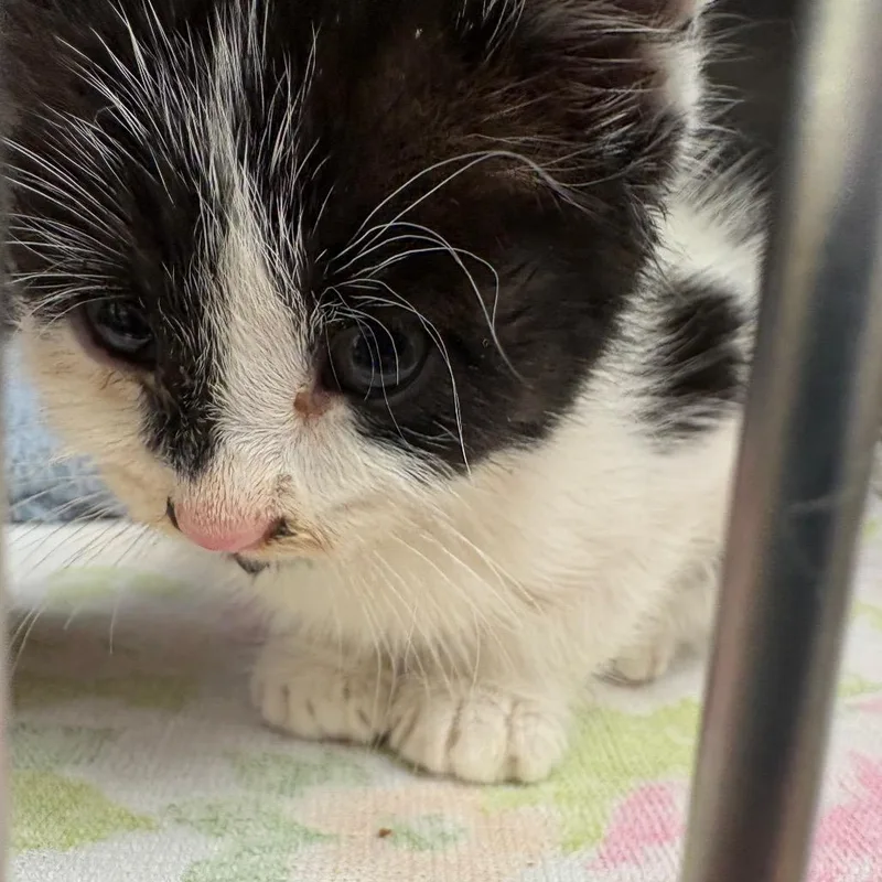 A baby small-sized male White Domestic Short Hair cat named Chip for adoption in Birdsboro, PA