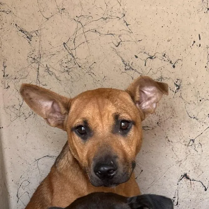 A young small-sized female Brown / Chocolate Cardigan Welsh Corgi dog named Martha for adoption in West Palm Beach, FL