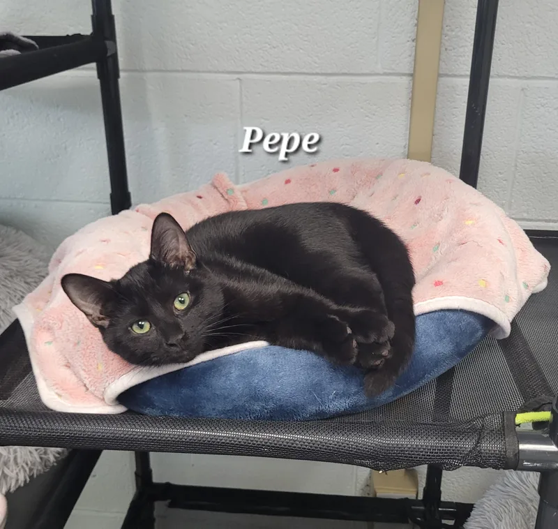 Pepe