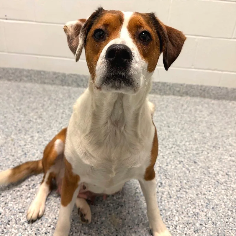 A senior medium-sized female Brown / Chocolate Hound dog named Lil' Mama for adoption in Dayton, OH