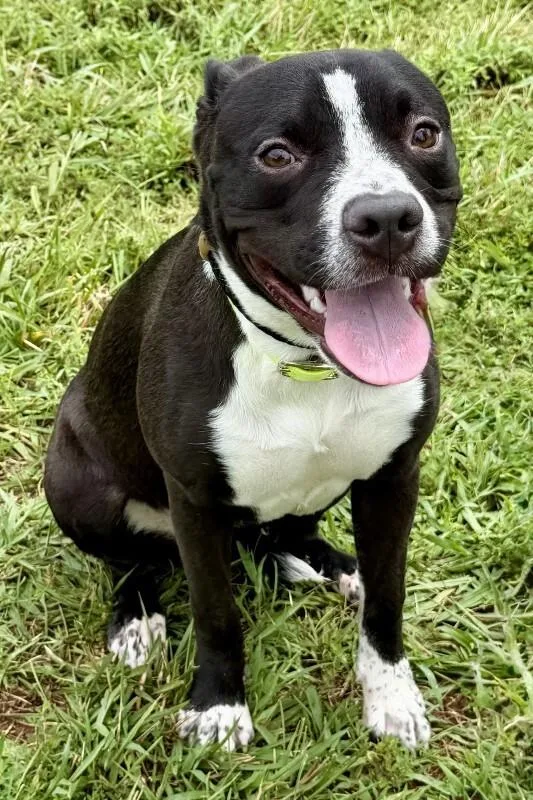 A baby medium-sized female Black Pit Bull Terrier dog named Cookie for adoption in Maryville, TN