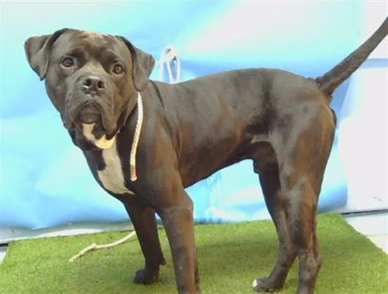 An adult large-sized male Cane Corso dog named Clifford for adoption in Gardena, CA