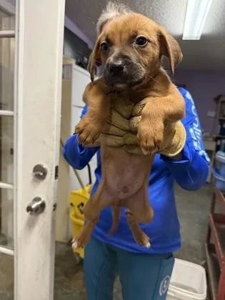 A baby small-sized male Mixed Breed dog named Dj for adoption in West Chester, PA