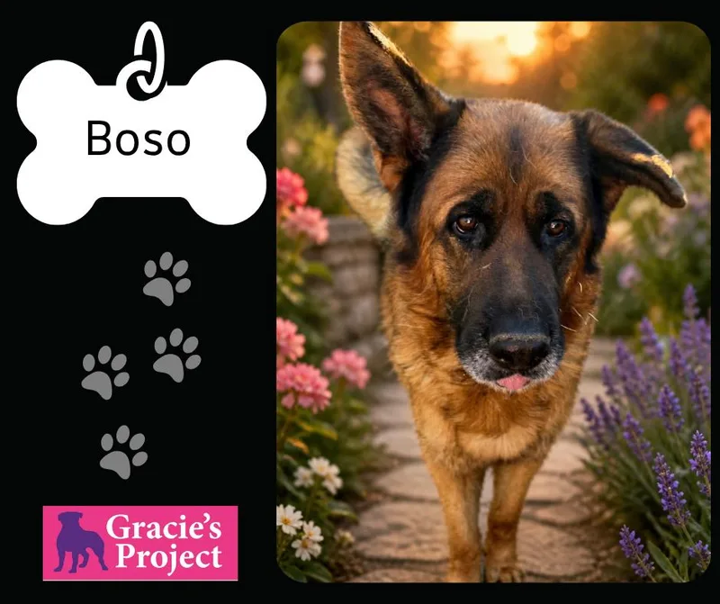 Boso