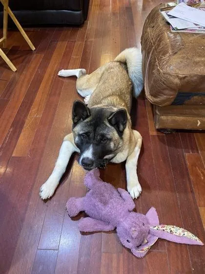 An adult large-sized female Akita dog named Dakota for adoption in West Chester, PA