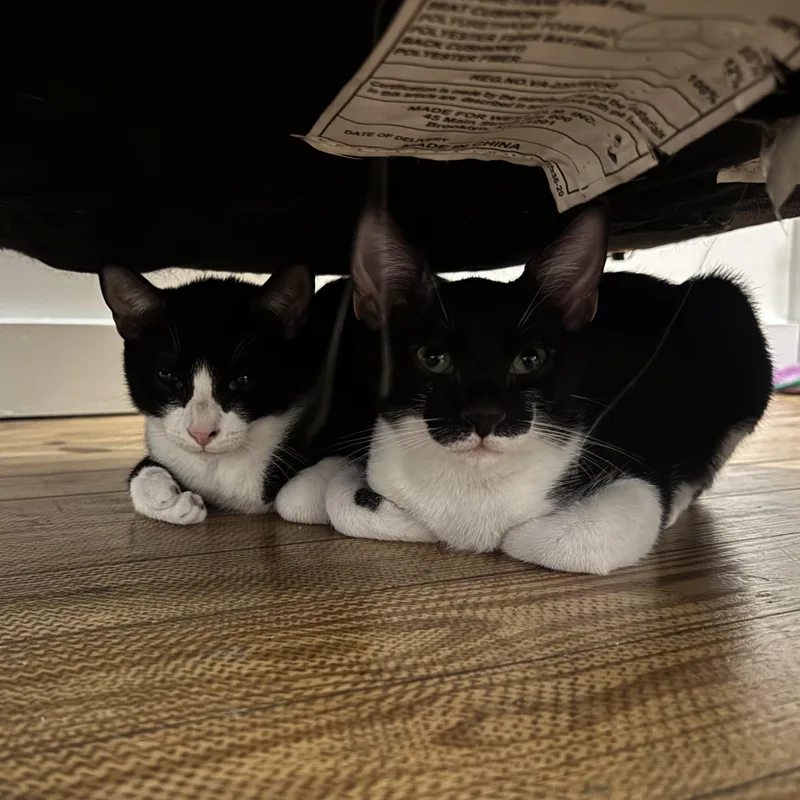 Batman and Robin
