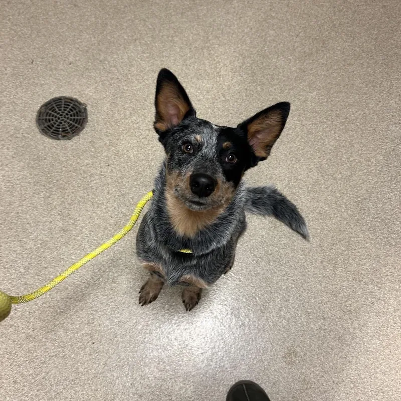 A young medium-sized male Gray / Blue / Silver Cattle Dog dog named Donnie for adoption in Bristol, IN