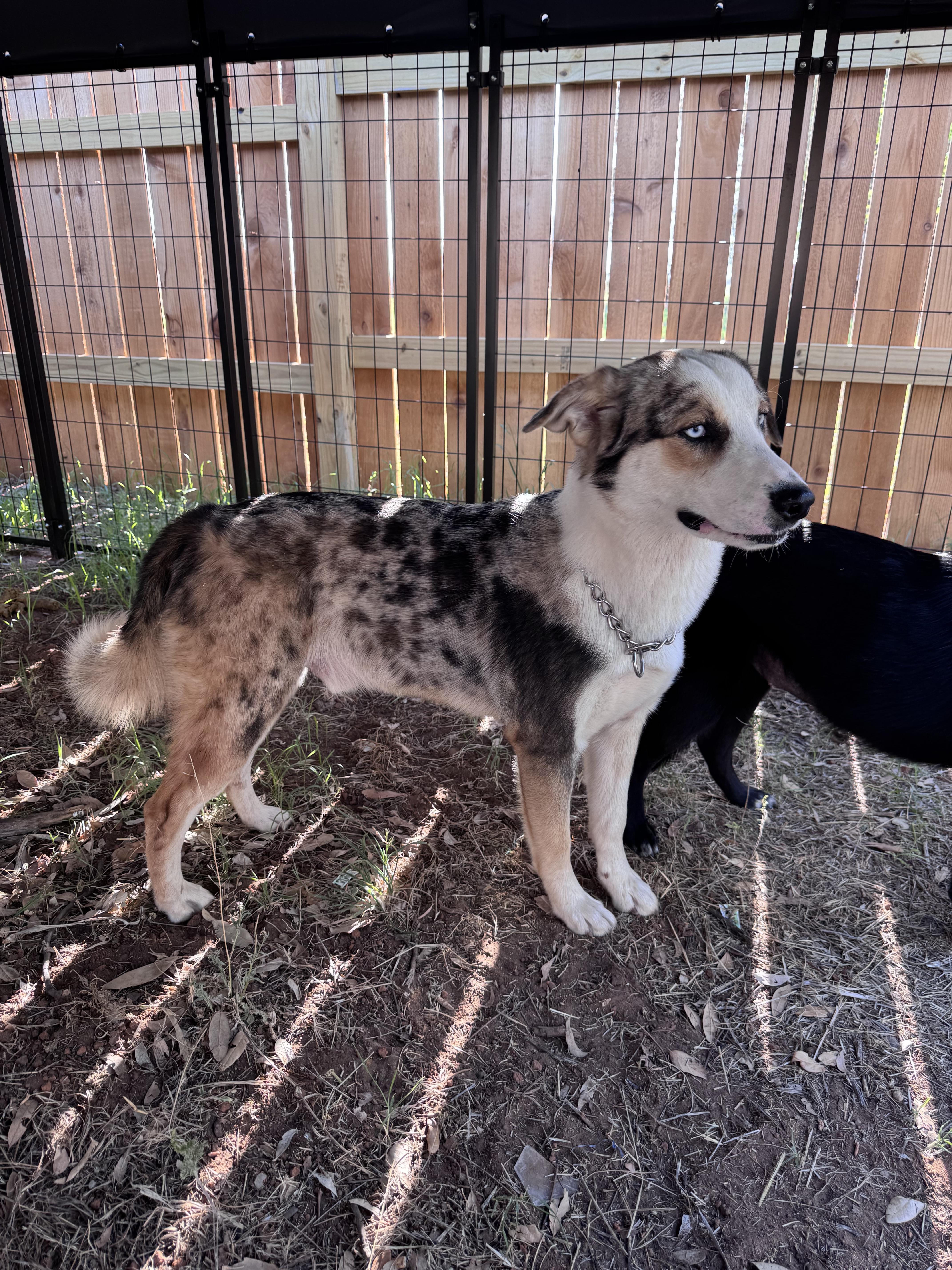 A young large-sized male Tricolor (Brown, Black, & White) Australian Shepherd dog named Storm for adoption in Rochester, TX
