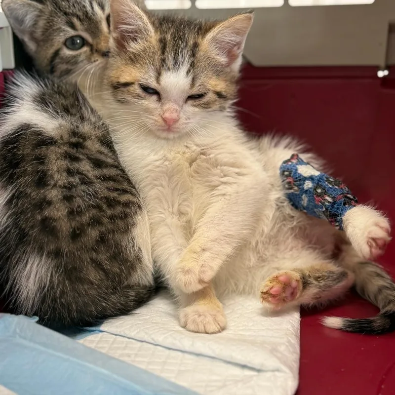 A baby small-sized female White Domestic Medium Hair cat named Mildred for adoption in Lancaster, OH