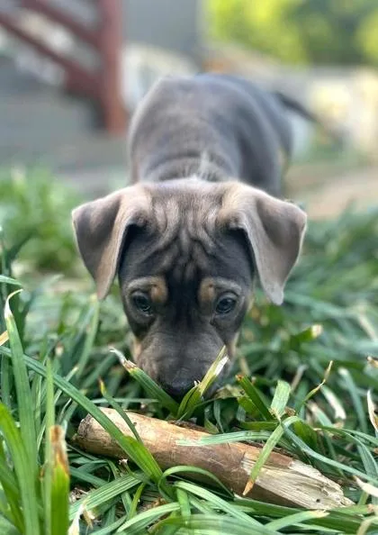 A baby medium-sized female Pit Bull Terrier dog named Emmielu for adoption in Malvern, PA