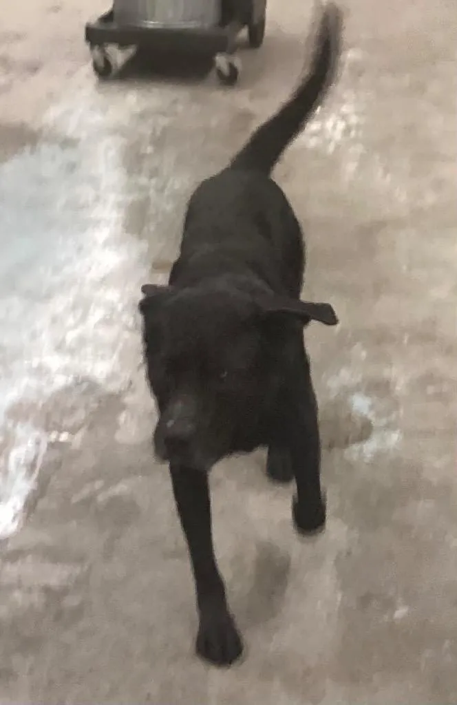 An adult medium-sized male Labrador Retriever dog named Bo for adoption in Beebe, AR