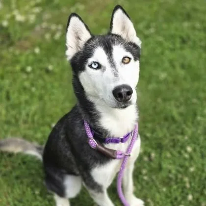 An adult medium-sized female Siberian Husky dog named Ora for adoption in Philadelphia, PA