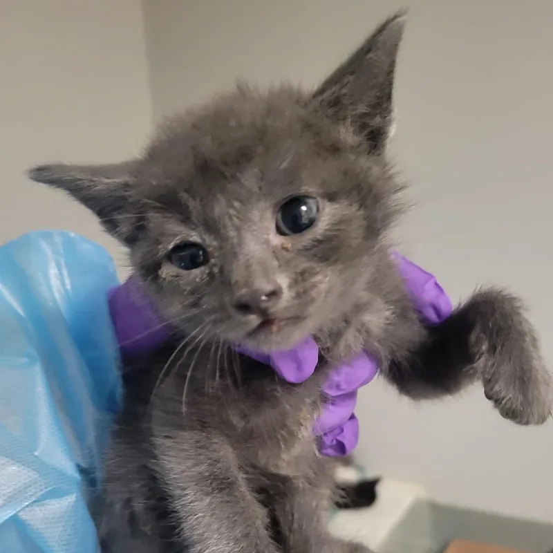 A baby small-sized male Gray / Blue / Silver Domestic Short Hair cat named Palermo for adoption in Westminster, CA