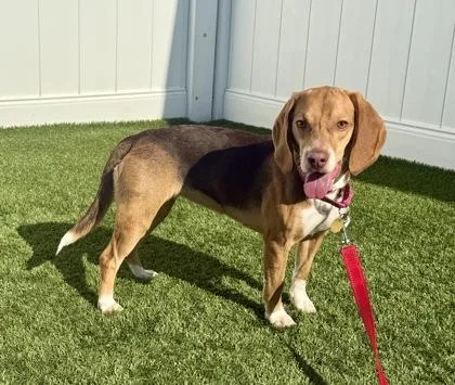 An adult small-sized female Tricolor (Brown, Black, & White) Beagle dog named Uma for adoption in Downers Grove, IL