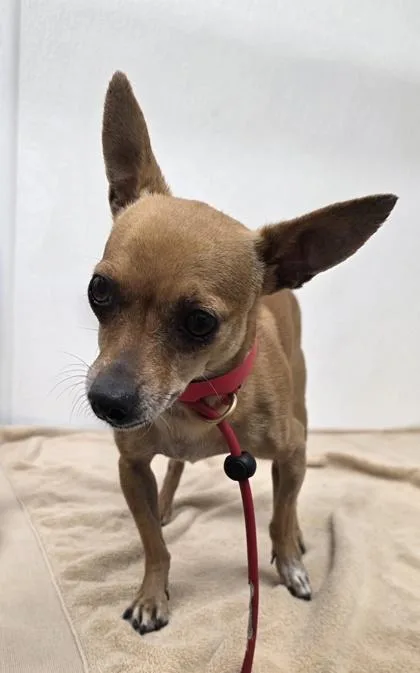 An adult small-sized male Chihuahua dog named Alfred for adoption in Phoenix, AZ