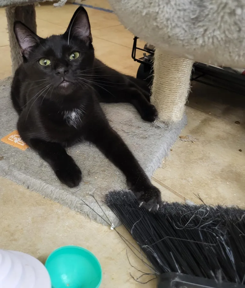 A baby small-sized male Domestic Short Hair cat named Goji Berri for adoption in Chandler, AZ