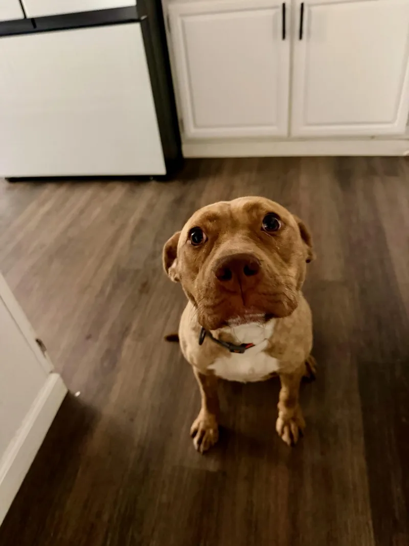 A young medium-sized female Staffordshire Bull Terrier dog named Arya for adoption in Santa Monica, CA