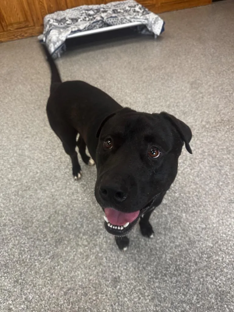 A young medium-sized male Pit Bull Terrier dog named Duke for adoption in Findlay, OH