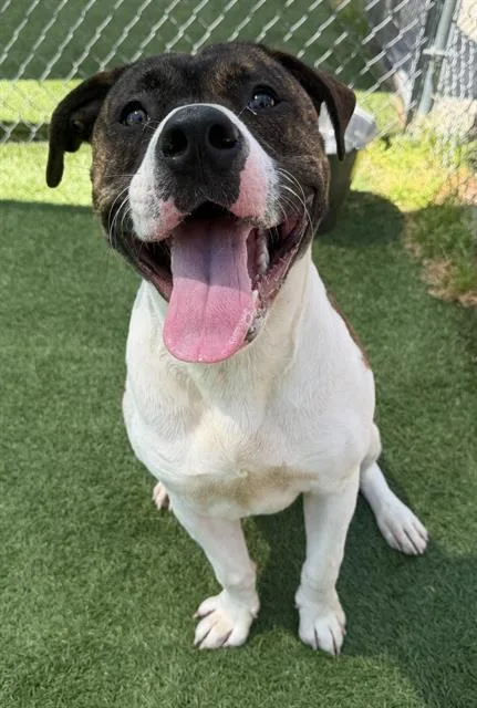 A young large-sized male Mixed Breed dog named Jack for adoption in Columbia, SC