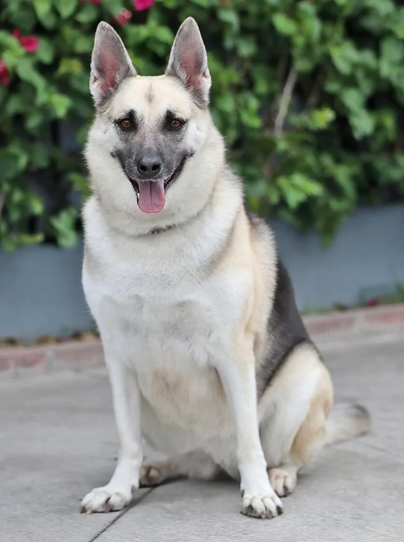 An adult large-sized female Black German Shepherd Dog dog named Belle von Itzstedt for adoption in Los Angeles, CA
