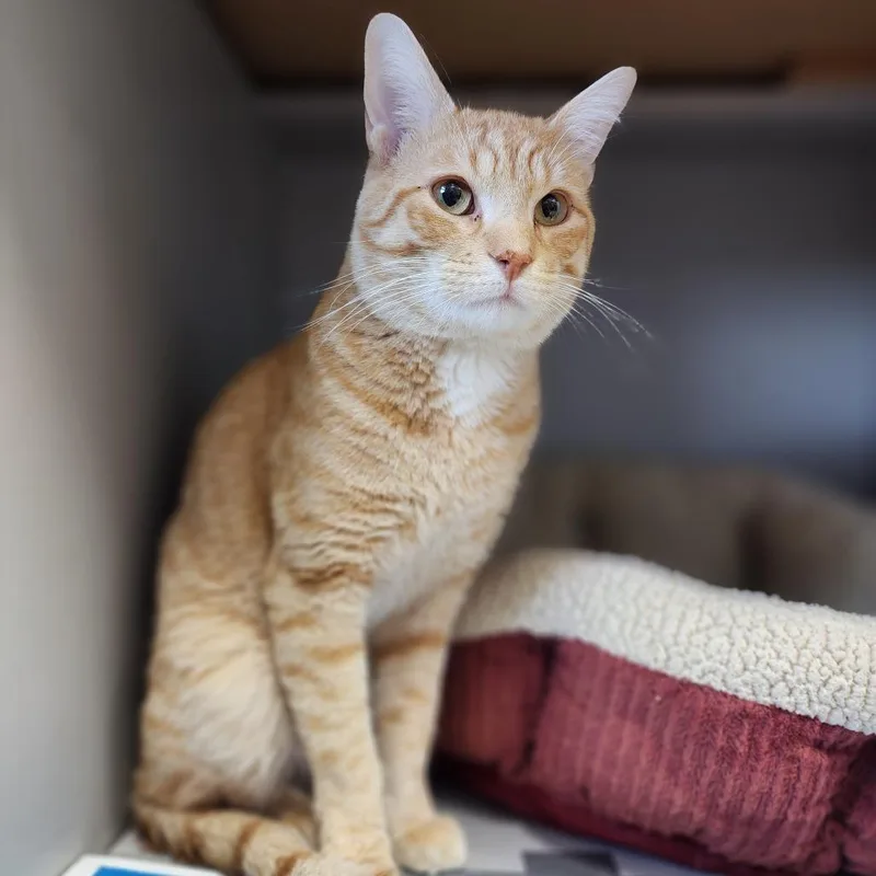 A young medium-sized male Orange / Red Domestic Short Hair cat named Cornflake for adoption in Dixon, IL