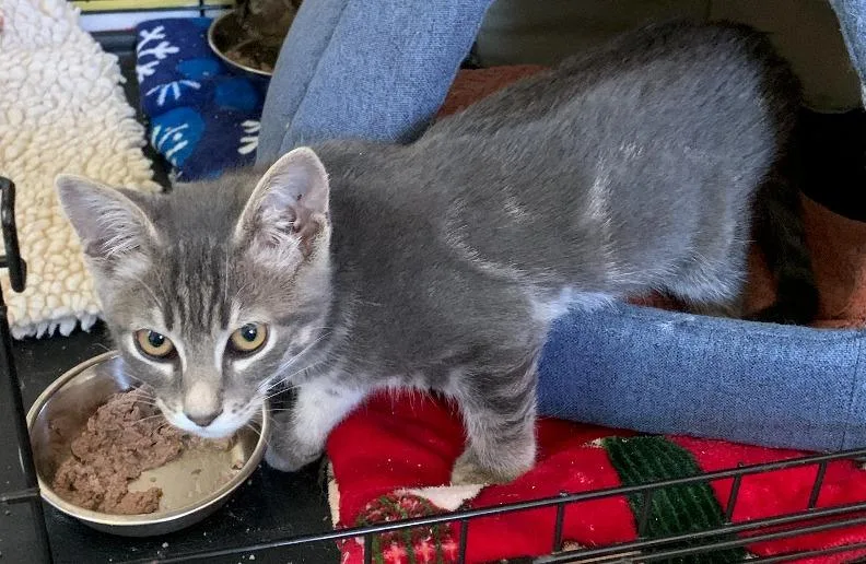 A baby medium-sized male Domestic Short Hair cat named Lyle for adoption in Napa, CA