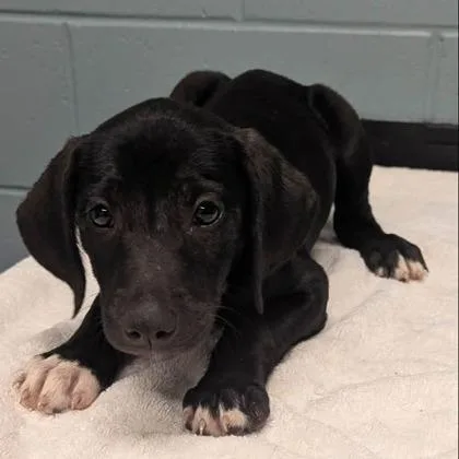 A young large-sized female Labrador Retriever dog named Jupiter for adoption in Kansas City, MO