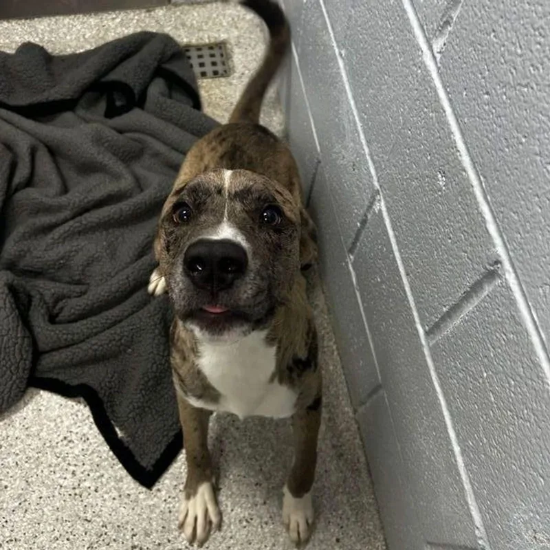 A young medium-sized male Catahoula Leopard Dog dog named Loki for adoption in Lake Havasu City, AZ