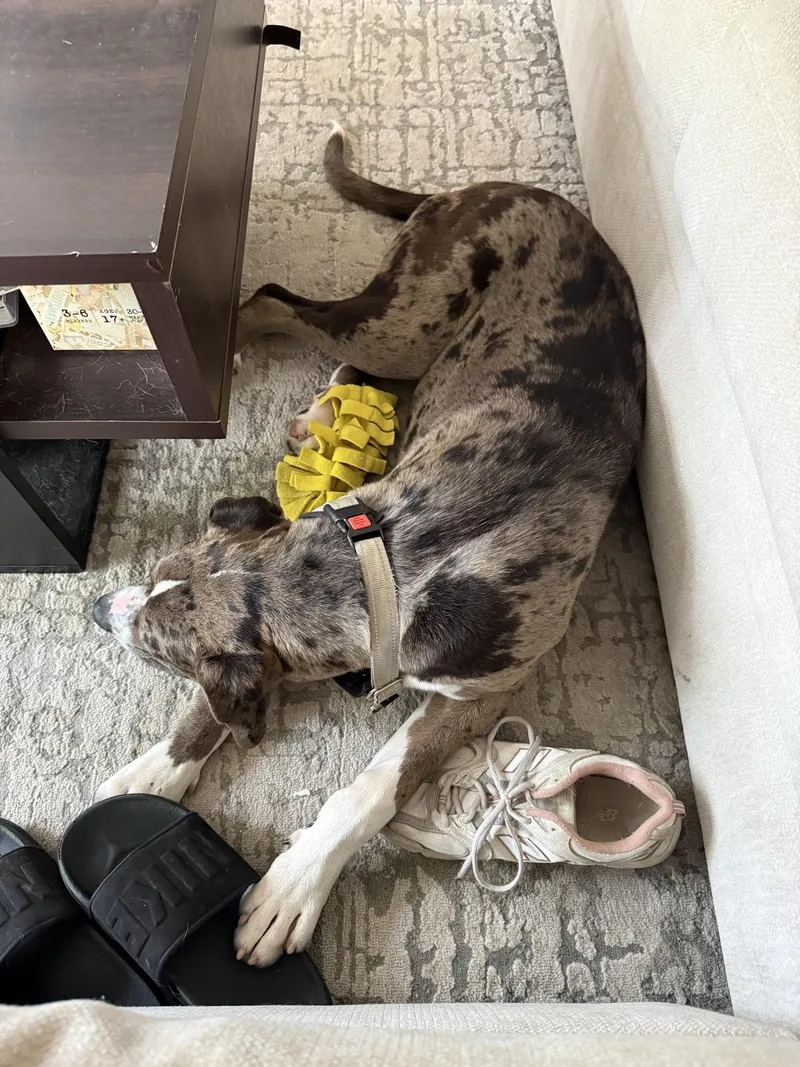 A baby large-sized male Merle (Blue) Mixed Breed dog named Sargent for adoption in Seville, OH