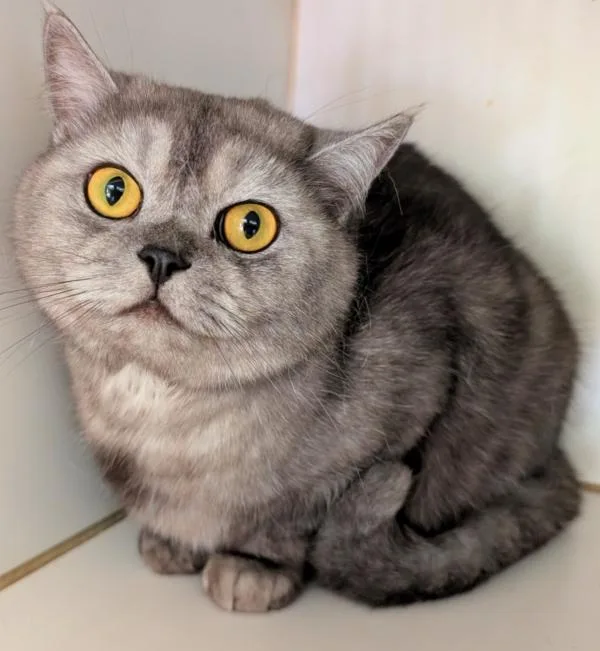 An adult medium-sized male Black British Shorthair cat named Cloud for adoption in Kenosha, WI