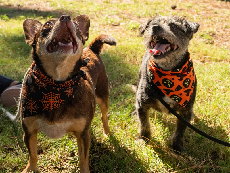 An adult small-sized male Apricot / Beige Mixed Breed dog named Rocky & Cole for adoption in Myrtle Beach, SC