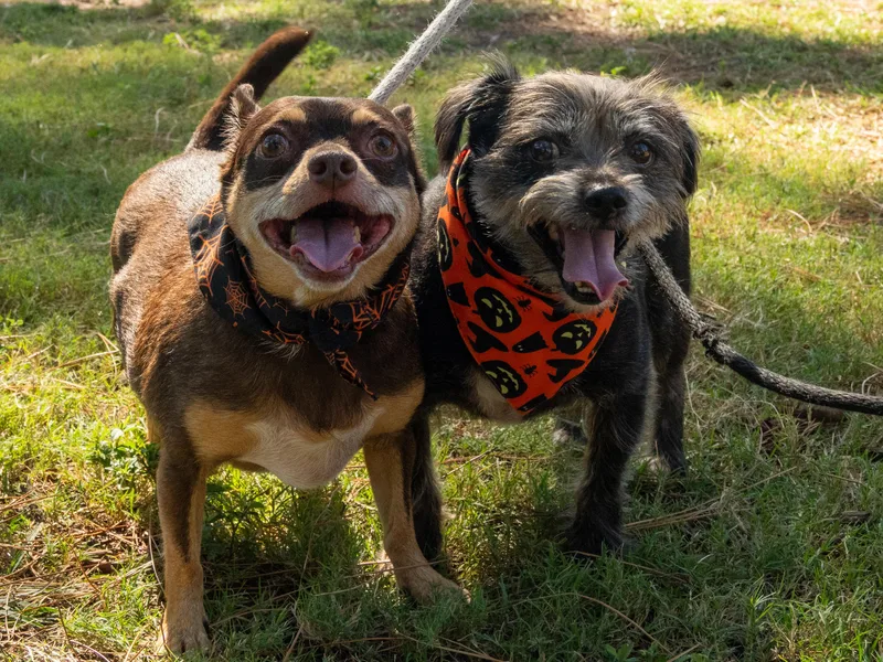 Rocky & Cole thumbnail 2