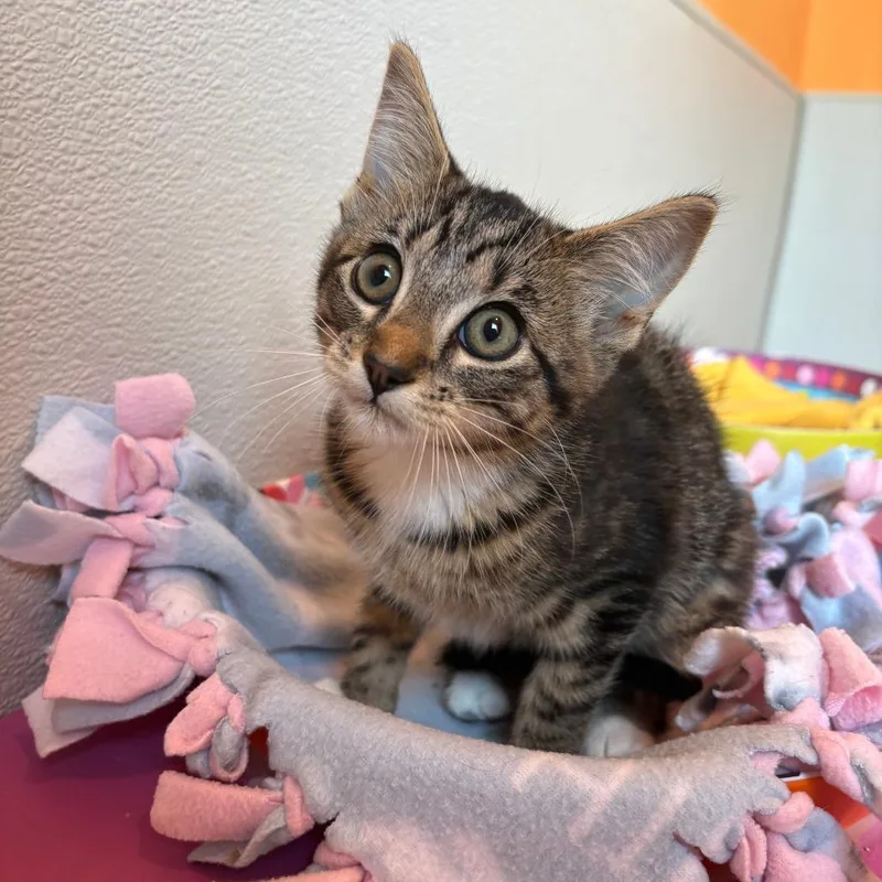 A baby small-sized female Brown / Chocolate Domestic Short Hair cat named Mayo for adoption in West Des Moines, IA