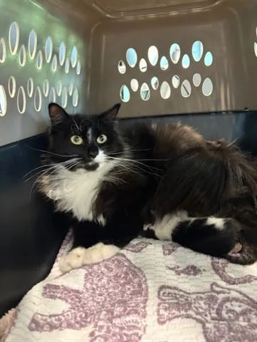 A young small-sized female Domestic Long Hair cat named Lillie for adoption in San Martin, CA
