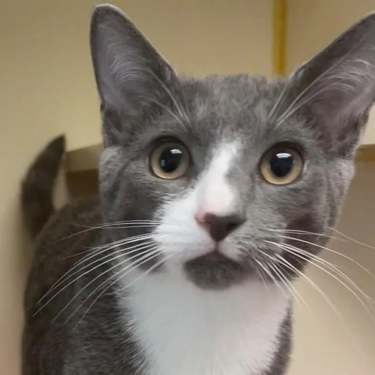 A young medium-sized male Gray / Blue / Silver Domestic Short Hair cat named Juniper for adoption in Concord, NH