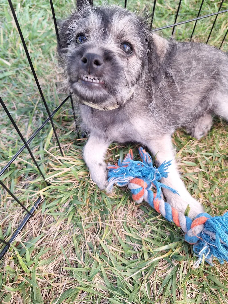 A baby small-sized female Terrier dog named Sopresa for adoption in Corona, CA