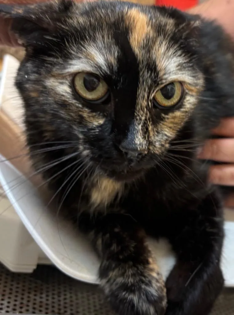 A young small-sized female American Bobtail cat named Mallory for adoption in Elizabethton, TN