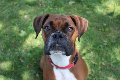 An adult large-sized female Boxer dog named Pola for adoption in Kansas City, MO