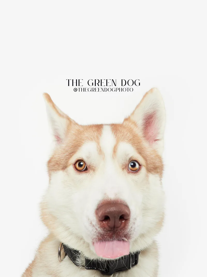 An adult medium-sized male Apricot / Beige Husky dog named Appa for adoption in Teterboro, NJ