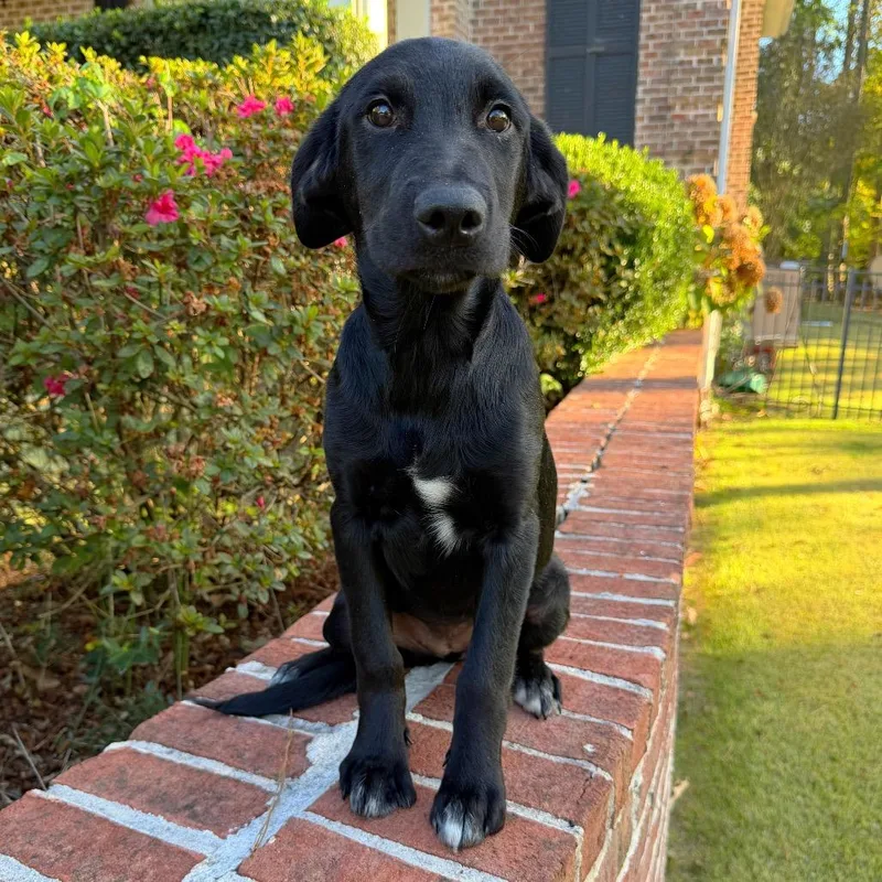 A baby medium-sized female Black Labrador Retriever dog named Nori for adoption in Brownsboro, AL