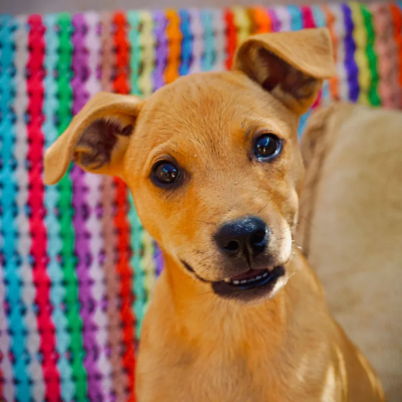 A baby medium-sized female Shepherd dog named Bentley for adoption in San Diego, CA