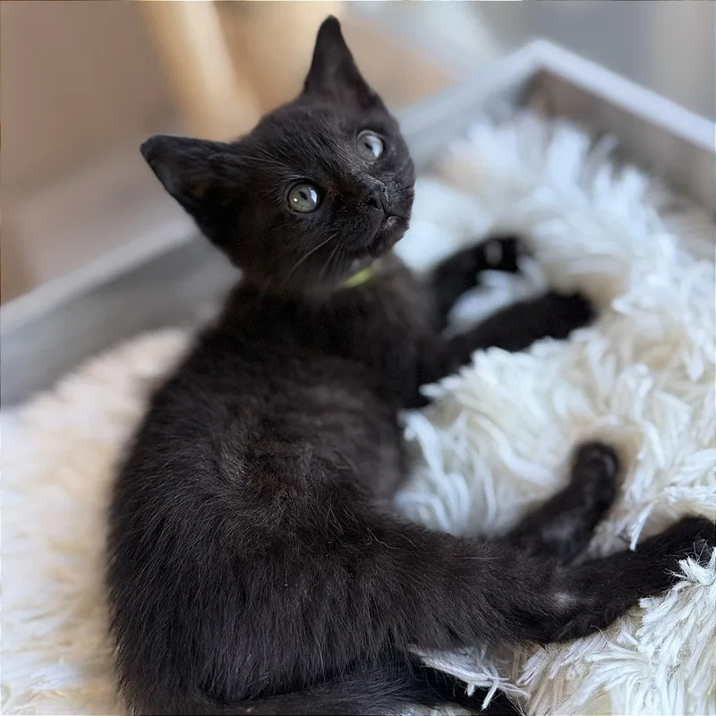 A baby small-sized female Black Domestic Short Hair cat named A Bellatrix for adoption in Pleasant Hill, CA