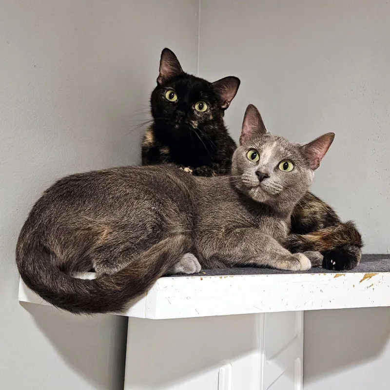 An adult medium-sized female Tortoiseshell Domestic Short Hair cat named Rainbow for adoption in Lincoln, NE
