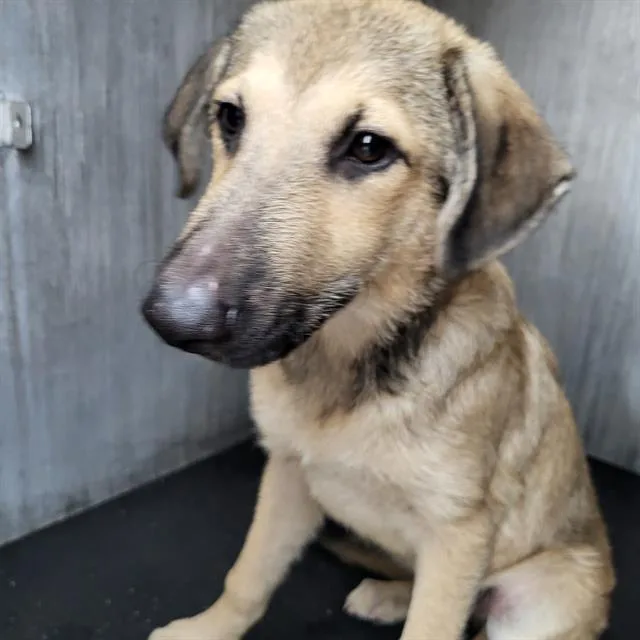 A baby medium-sized male German Shepherd Dog dog named Toby for adoption in San Antonio, TX