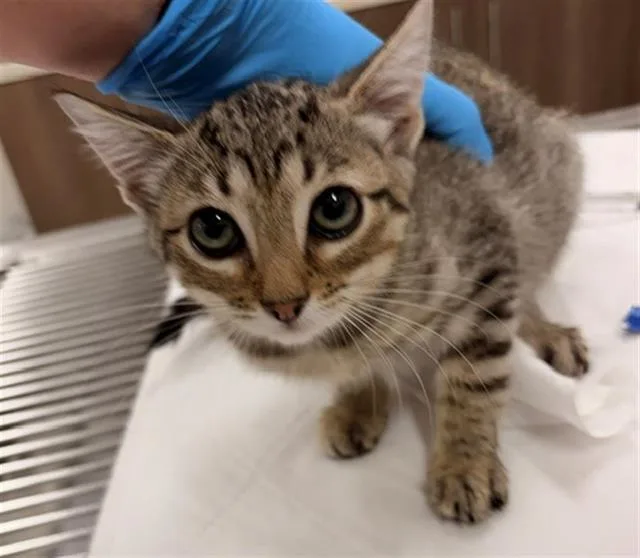 A baby small-sized female Domestic Short Hair cat named Shinobu for adoption in Baytown, TX